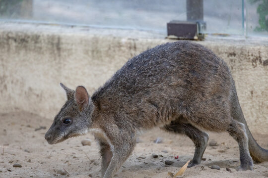 Wallaby standing in sand looking for food