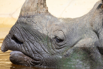 Rhinoceros close-up portrait resting in water © KONSTANTIN SHISHKIN