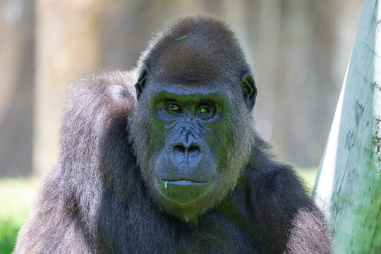 Gorilla staring directly portrait in natural environment