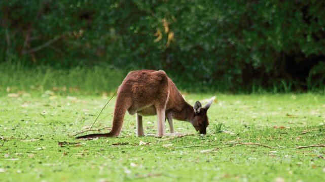 Wild kangaroo feeding on grass in a grassy field during the daytime with green trees in the background