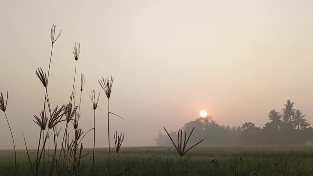 Silhouettes of wild grass flowers such as Chloris Virgata or Finger Grass blown by the gentle breeze with the background of the sunrise over misty rice fields. Perfect for nature and  agriculture.