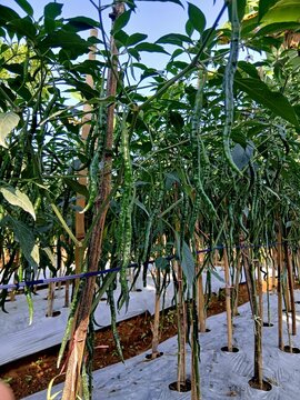 Abundant green curly chili peppers (Capsicum annuum) hanging from the plants in a well-managed plantation farm with plastic mulch.