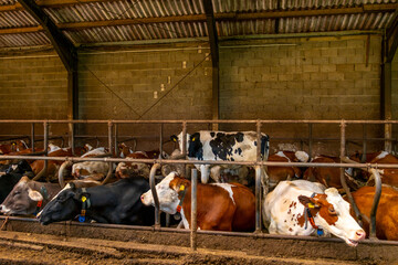 dairy cows ear tags eating hay barn stall, Herd cattle feeding nutrition, modern dairy indoor farm life, animal husbandry, technology traceability, feeding time, organized management livestock farming © kittyfly
