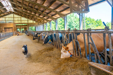 dairy cows ear tags eating hay barn stall, Herd cattle feeding nutrition, modern dairy indoor farm life, animal husbandry, technology traceability, feeding time, organized management livestock farming © kittyfly