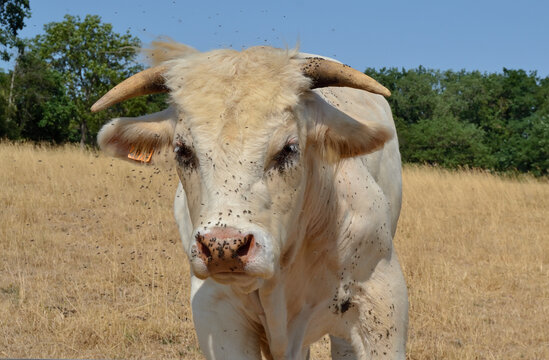 Bovin aux yeux infest&eacute;s de mouches : k&eacute;rato-conjonctivite