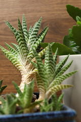 Obraz premium Various green houseplants against a wooden background