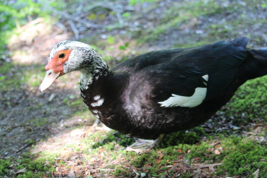Muscovy Duck Walking on Forest Ground in Asserbos