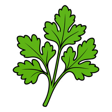 Cilantro or parsley herb leaf vector illustration