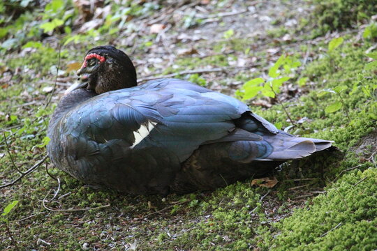 Muscovy Duck Resting on Mossy Ground in Asserbos
