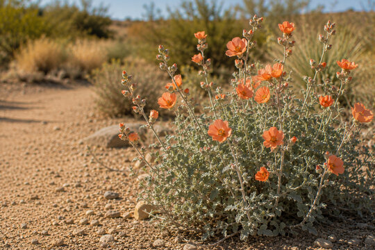 Desert Globemallow Blooming in a Drought-Tolerant California Landscape