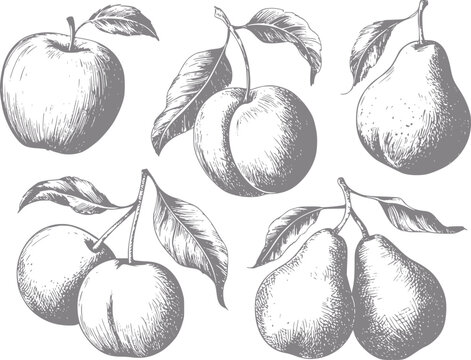 Vintage de manzanas, peras y ciruelas con hojas