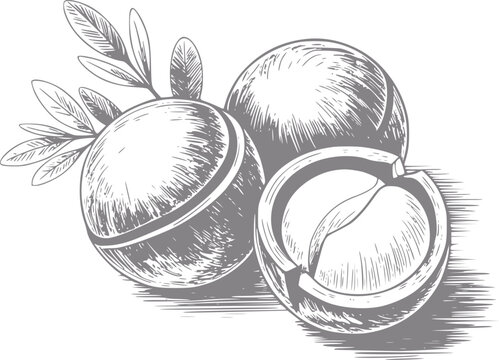 Vintage de nueces de macadamia con hojas y media nuez