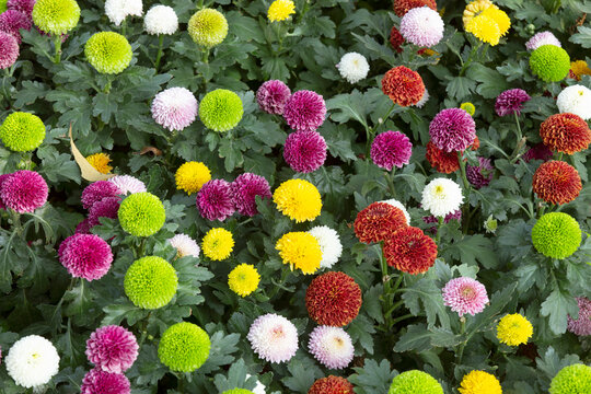 A beautiful garden of colorful flowers.
