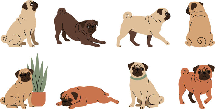 Pug Dog Pose Collection with Sitting Standing Walking Stretching Sleeping and Cute Puppy Cartoon Vector Illustration Set