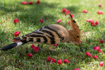 Hoopoe. © pityke70