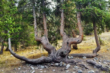 Ala Archa national park, Kyrgyzstan © Oleg Znamenskiy
