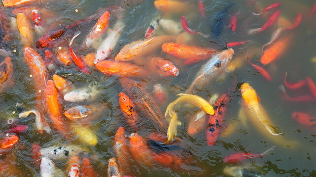 The golden fishes gathering together by the feeding in the pond
