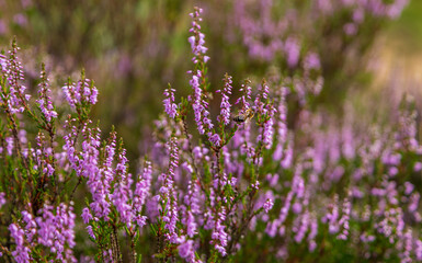 Obraz premium Hoverfly pollinating purple heather flowers in summer