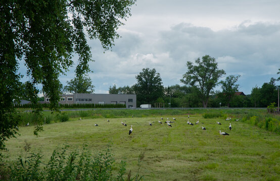 White storks foraging in a freshly mowed meadow beneath dramatic storm clouds in a peaceful rural countryside.