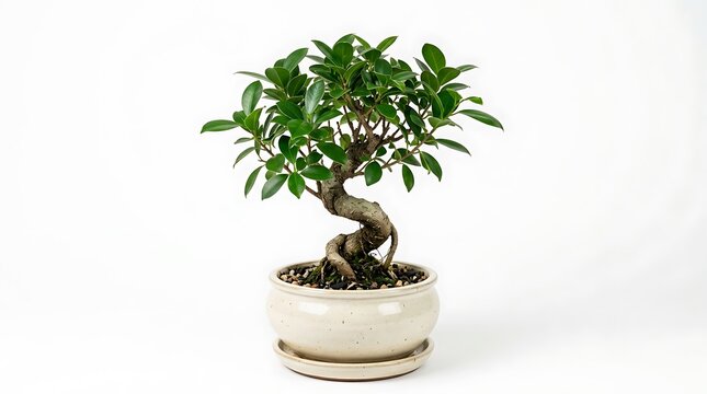 Small Bonsai Tree in a Ceramic Pot Isolated on White Background.