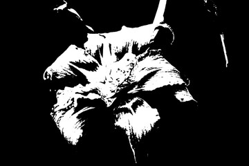 Abstrakte Blüte in Schwarz-Weiß mit hohem Kontrast © Pawel Hordjewicz