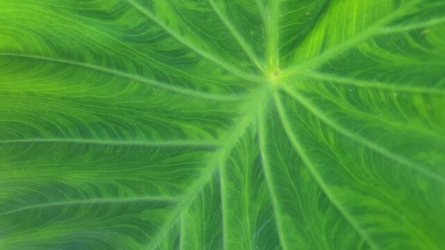 A close up view of vibrant green tropical leaf with intricate vein patterns