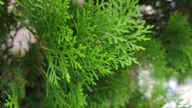 Close up shot of vibrant green cedar needles with a small round seed cone