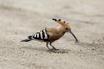 Hoopoe. © pityke70