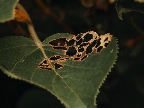 Macro close up of a green leaf damaged by pests showing skeletonized holes and decayed botanical decay details in a garden