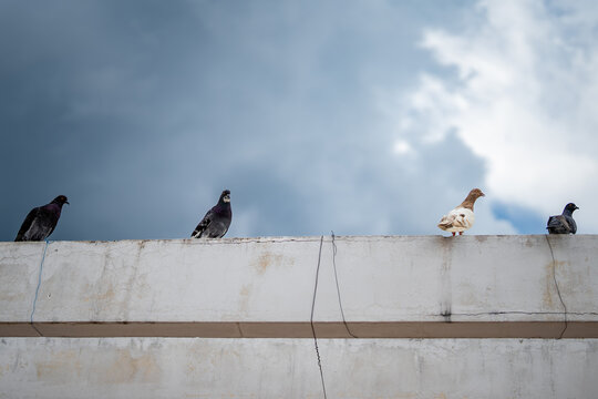 Four doves perched atop a wall or house, with a dramatically blue sky in the background.