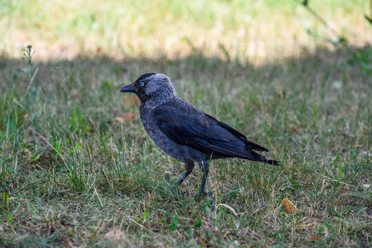 Western jackdaw, Corvus monedula, standing on grass with grey nape and pale eyes, close-up wildlife portrait