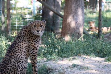 cheetah looking at me © Argene