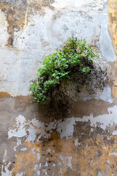A small green plant and roots growing out of a crack in an old, weathered, and distressed peeling plaster wall texture, symbolizing resilience and nature reclamation, ideal for design backgrounds.