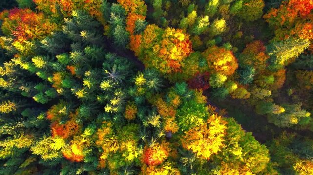 High Quality 4K Stock Video Clips for Content Creators | Adobe Stock