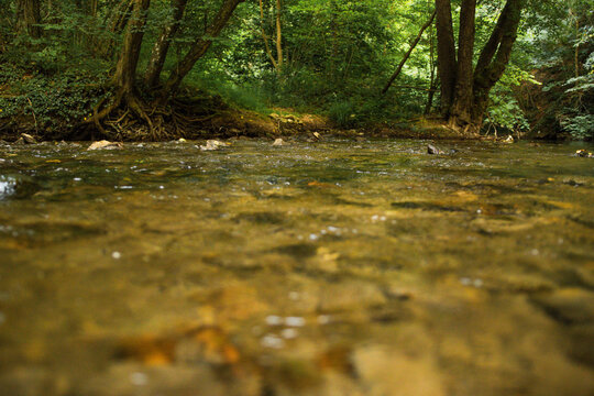 A clear, running river in a forest. Forest river. Čvarinac river.  A forest river on Homolje Mountain.