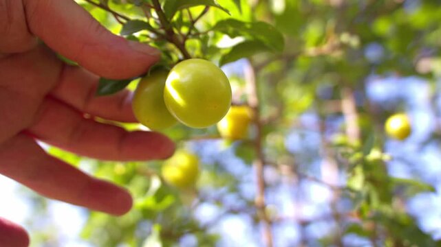 Hand picking yellow damson plum fruit from tree