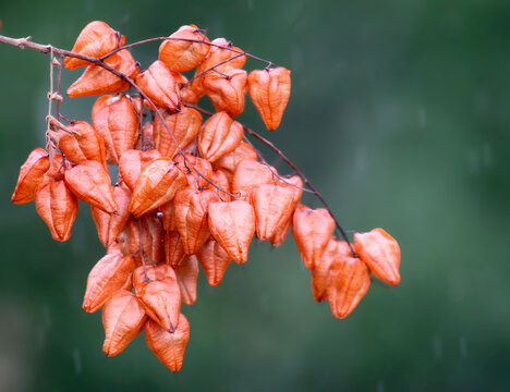 A dense cluster of orange, lantern-like seed capsules of a goldenrain tree in the rain.