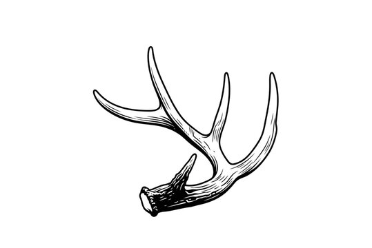 Black and white deer antler vector illustration