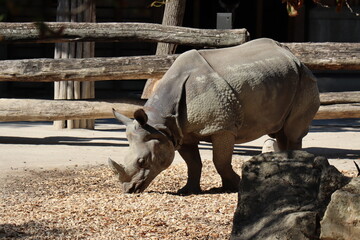 rhino in the zoo © Argene