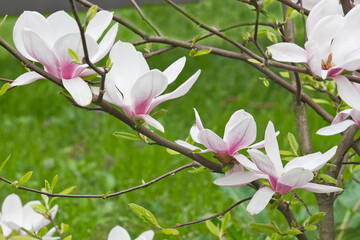 Spring blooming pink magnolia tree. Magnolia soulangeana flowering branches close-up © tillottama
