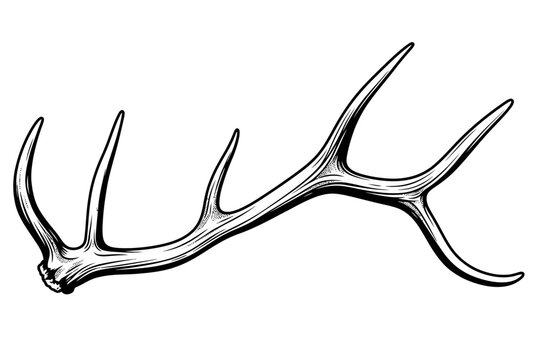 hand drawn vector illustration of elk antler isolated on white background