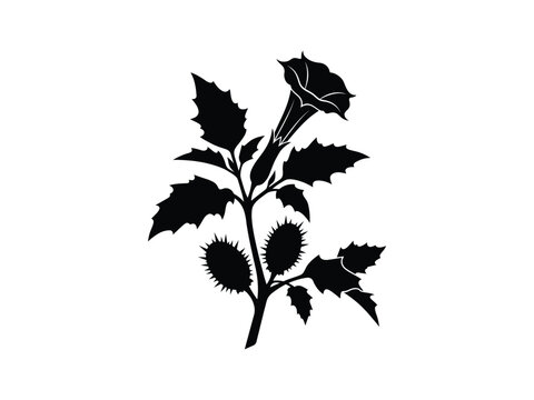 Black and White Datura Thorn Apple Botanical Silhouette Design