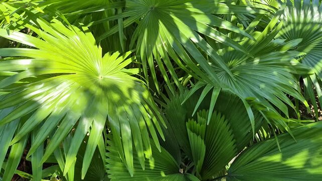 Lush Green Fan Palm Leaves and Tropical Foliage in Bright Outdoor Sunlight