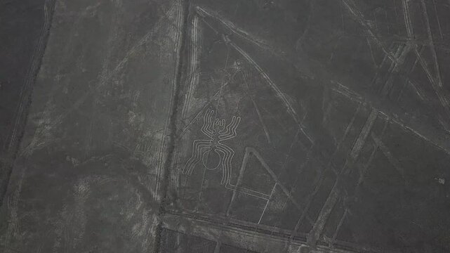 The nazca spider