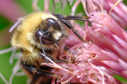 Fuzzy Bumblebee Resting on Flower Bloom Macro Nature