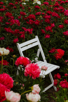 White wooden chair surrounded by blooming red peony flowers in a lush garden. Peaceful summer floral landscape with elegant blossoms, green foliage, and a romantic atmosphere.