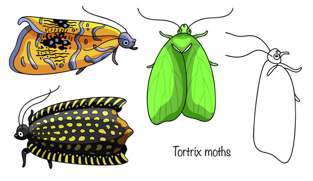 Tortrix moths