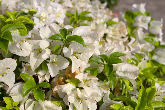 White bougainvillea flowers used for home decoration.