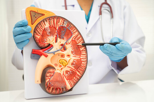 Chronic kidney disease, doctor with model for treatment urinary system, urology, Estimated glomerular filtration rate eGFR.