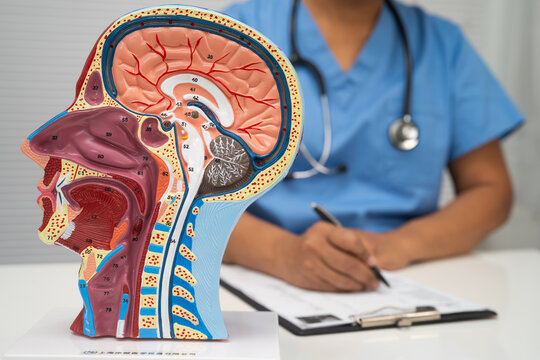 Asian doctor with half head and neck with vessels model.